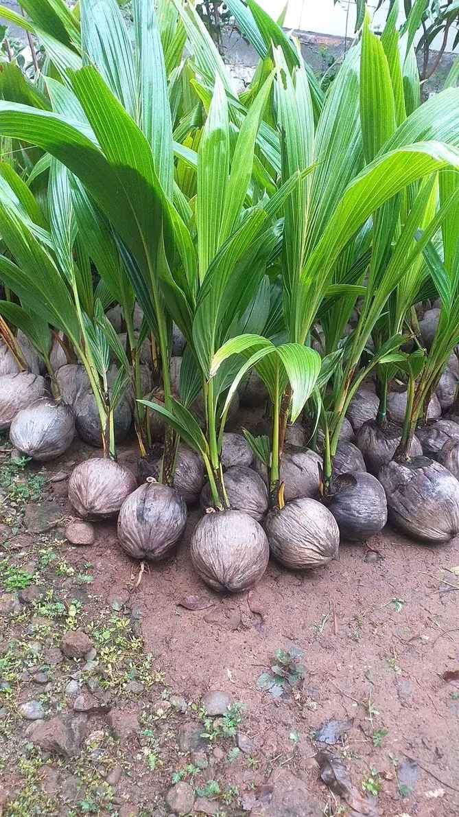 Bibit Kelapa Kopyor Kultur Jaringan Bogor